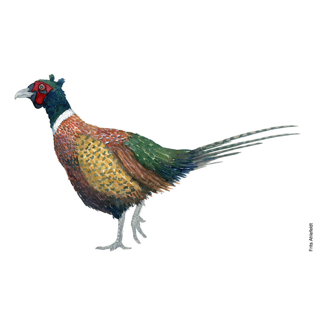 Dw00236 Download Ring-necked pheasant  (Fasan) watercolour