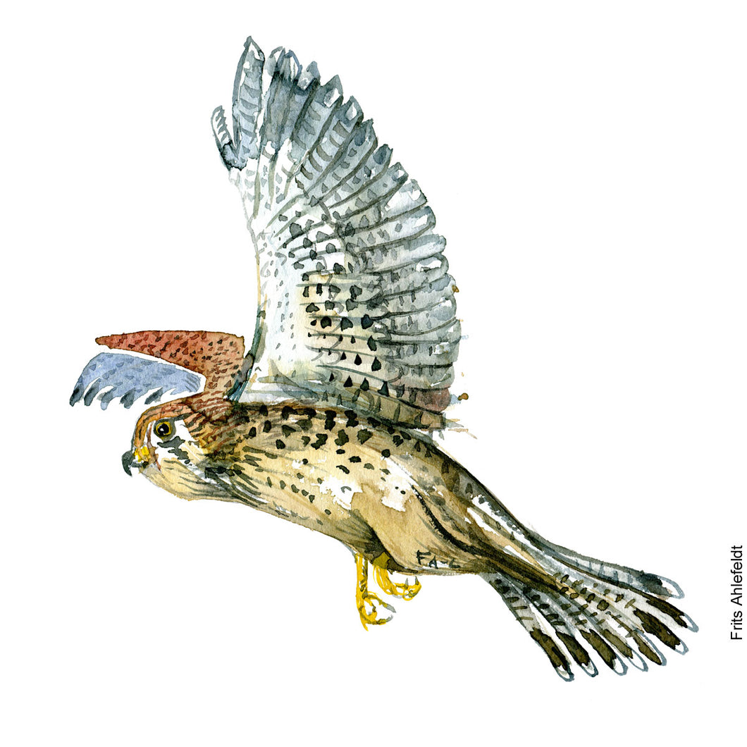 Dw00237 Download Kestrel  (tårnfalk) watercolour