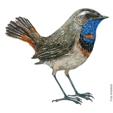 Load image into Gallery viewer, Dw00239 Original Bluethroat bird watercolor