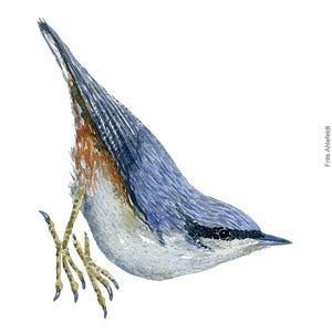 Dw00243 Download Eurasian nuthatch  (Spætmejse) watercolour
