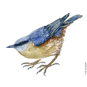 Dw00245 Download Eurasian nuthatch  (Spætmejse) watercolour