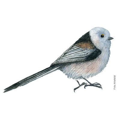 Dw00257 Download Long-tailed tit  (Halemejse) watercolour