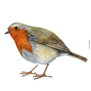 Dw00259 Download European robin  (Rødhals) watercolour