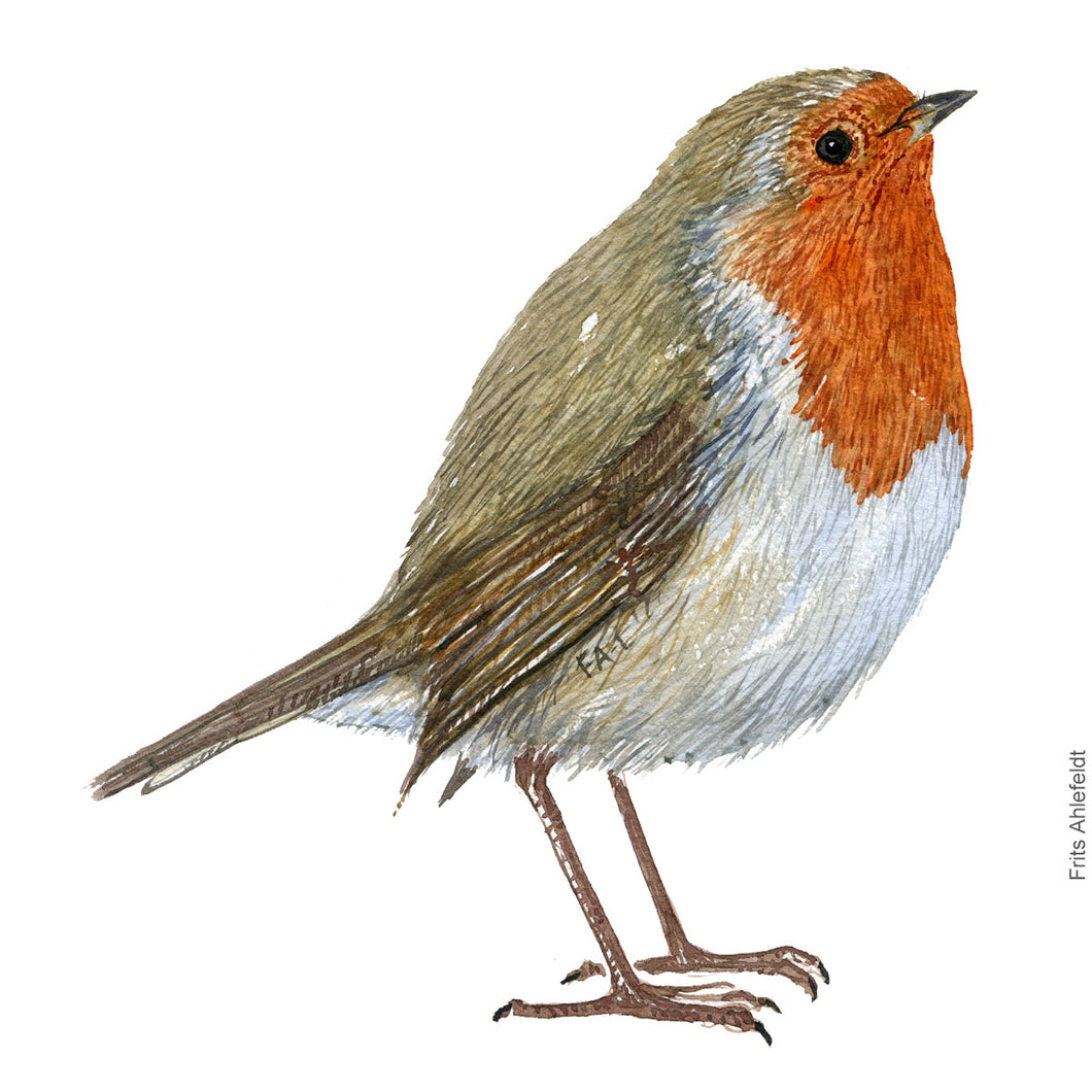 Dw00260 Download European robin  (Rødhals) watercolour