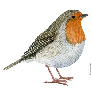 Dw00261 Download European robin  (Rødhals) watercolour