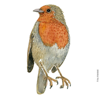 Dw00262 Download European robin  (Rødhals) watercolour