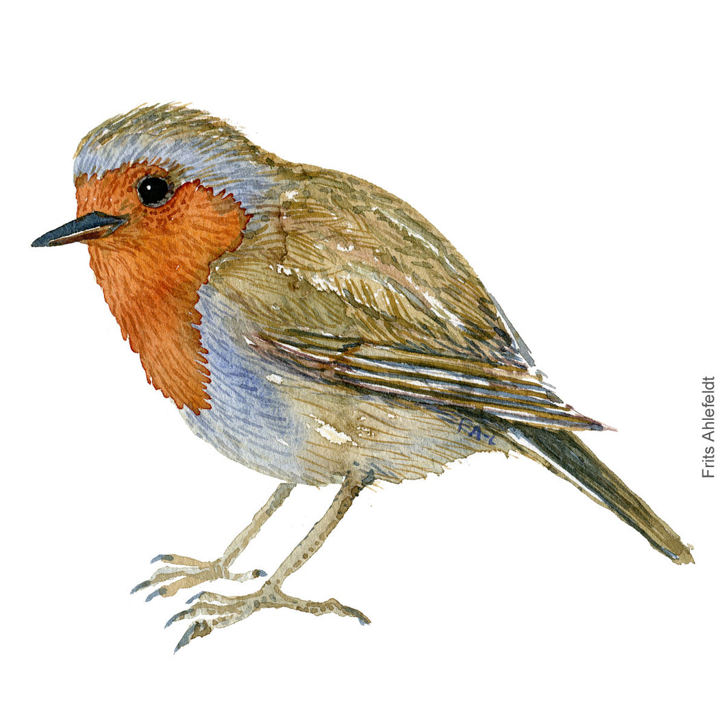 Dw00264 Download European robin  (Rødhals) watercolour