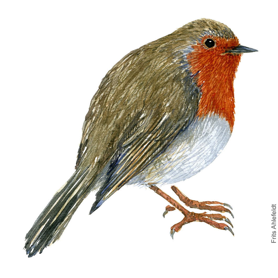 Dw00265 Download European robin  (Rødhals) watercolour