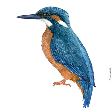 Dw00266 Download Common Kingfisher  (Isfugl) watercolour