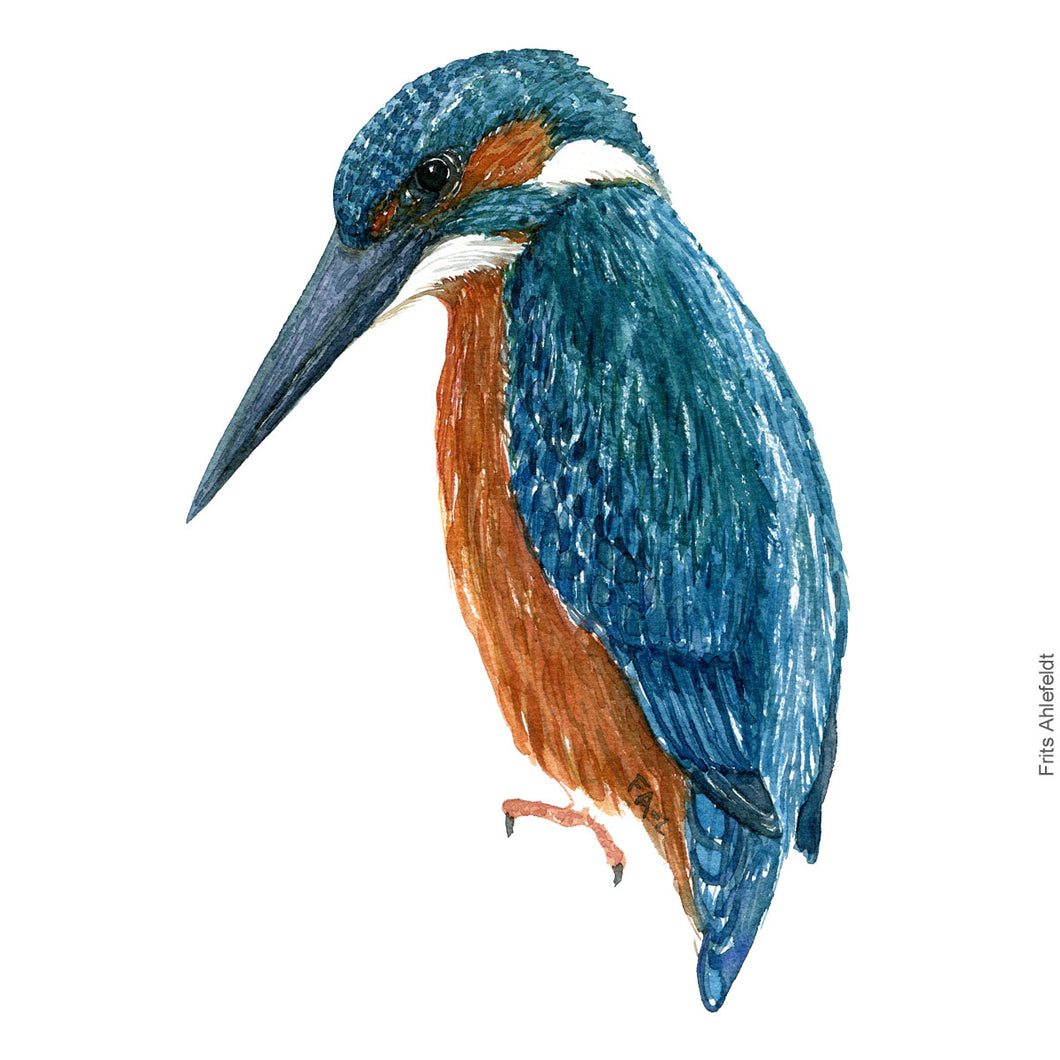 Dw00267 Download Common Kingfisher  (Isfugl) watercolour