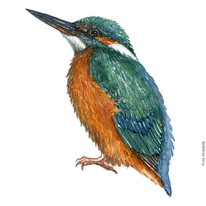 Dw00268 Download Common Kingfisher  (Isfugl) watercolour