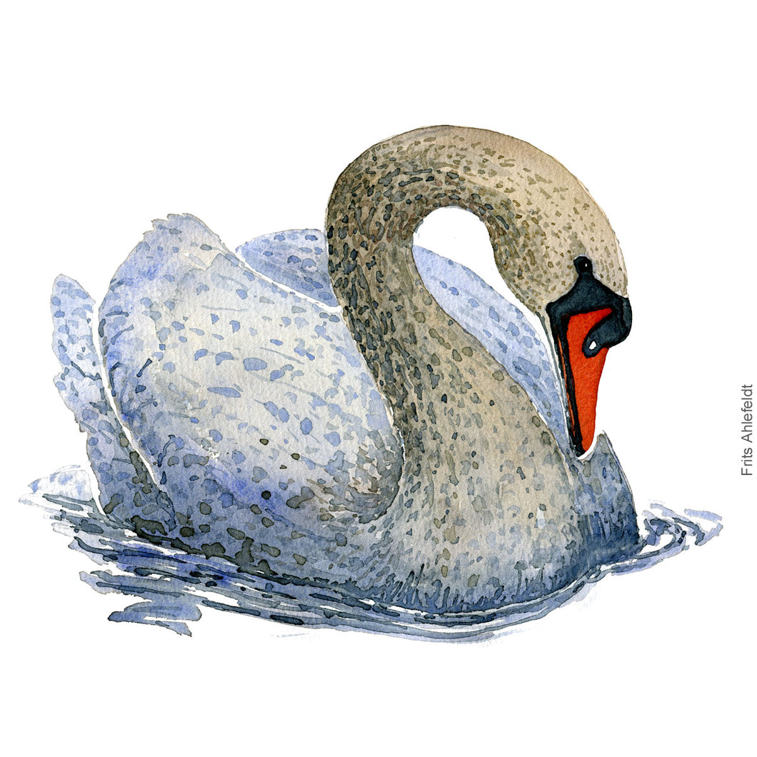 Dw00273 Download Mute swan  (Knopsvane) watercolour