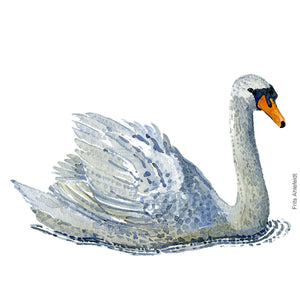 Dw00274 Download Mute swan  (Knopsvane) watercolour