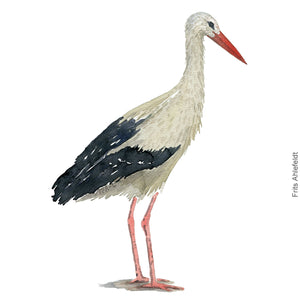 Dw00278 Download White stork (Hvid stork) watercolour