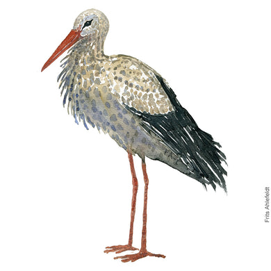 Dw00281 Download White stork (Hvid stork) watercolour