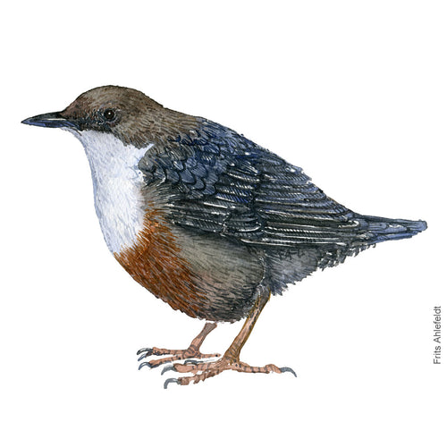 Dw00284 Download White throated dipper (Vandstær) watercolour