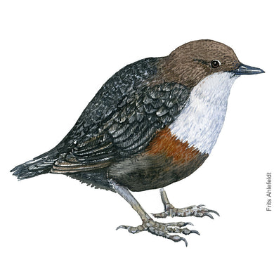 Dw00285 Download White throated dipper (Vandstær) watercolour