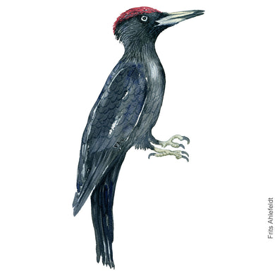 Dw00287 Download Black woodpecker (Sortspætte) watercolour