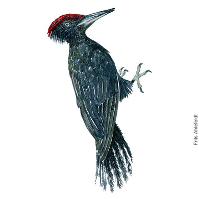 Dw00288 Original A4 Black woodpecker watercolor