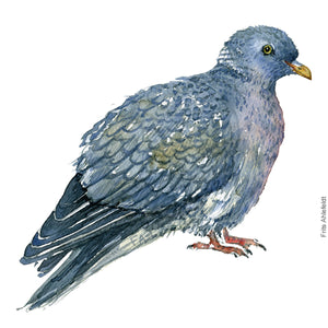 Dw00289 Download Wood pigeon (Skovdue) watercolour