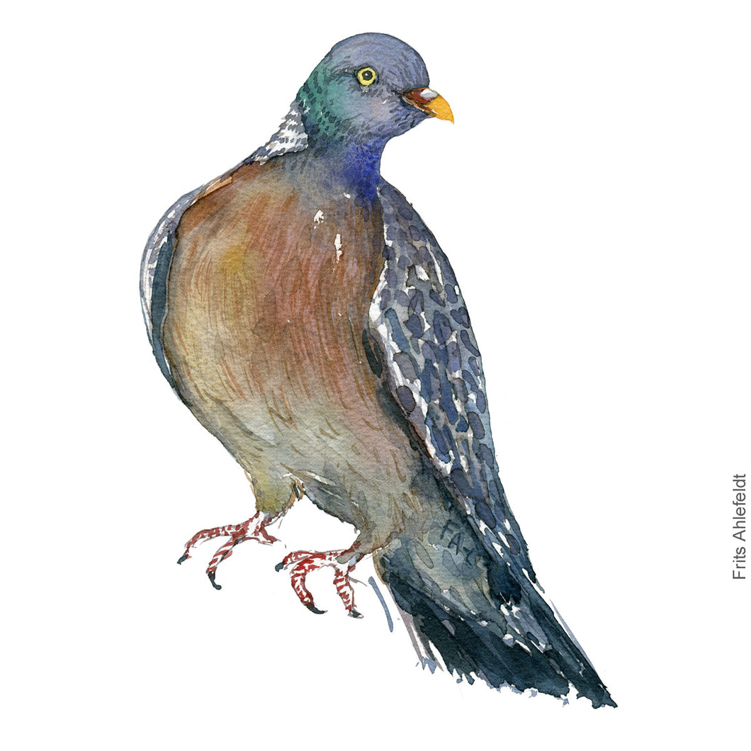 Dw00290 Download Wood pigeon (Skovdue) watercolour