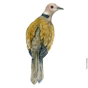 Dw00291 Download Eurasian collared dove (Tyrkerdue) watercolour