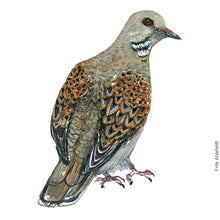 Load image into Gallery viewer, Dw00293 Original A4 European turtledove watercolor