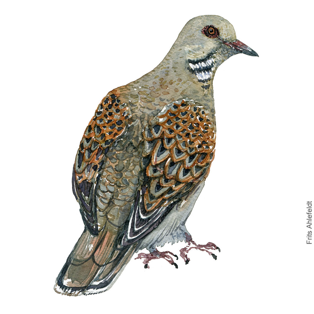 Dw00293 Original A4 European turtledove watercolor