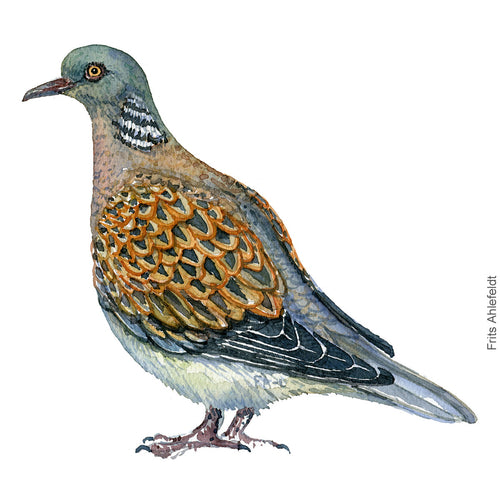 Dw00294 Download European turtle dove (Turteldue) watercolour