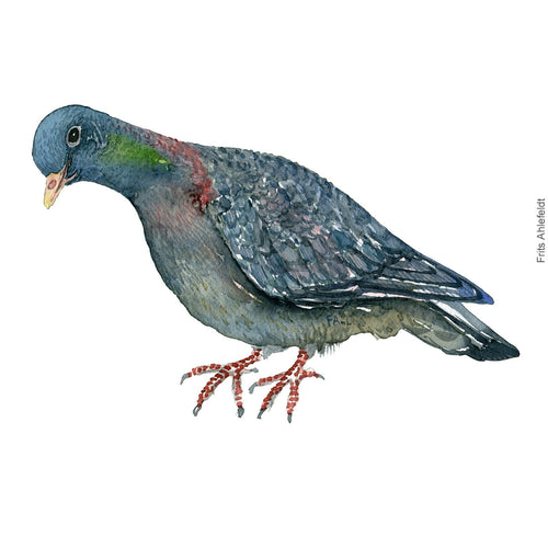 Dw00295 Download Stock dove (Huldue) watercolour