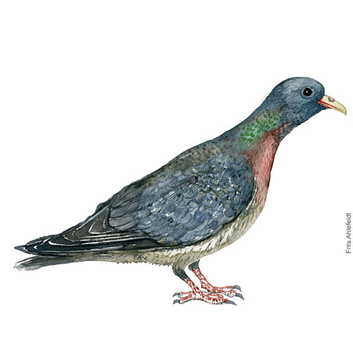 Dw00296 Download Stock dove (Huldue) watercolour