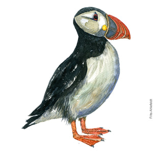 Dw00297 Download Atlantic puffin (Lunde) watercolour