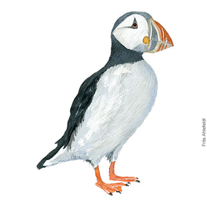 Dw00298 Download Atlantic puffin (Lunde) watercolour