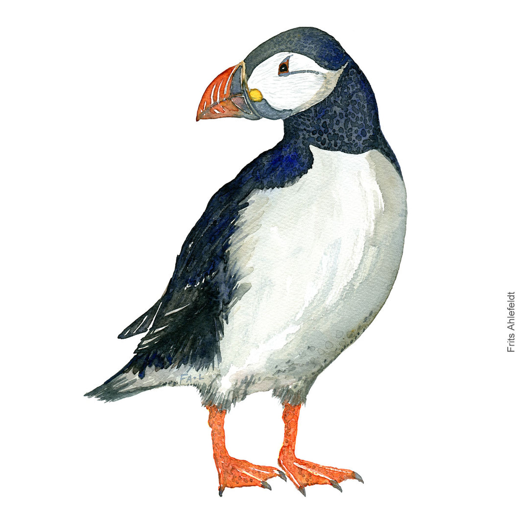 Dw00299 Download Atlantic puffin (Lunde) watercolour