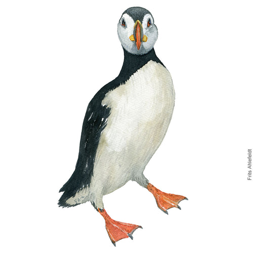 Dw00300 Download Atlantic puffin (Lunde) watercolour