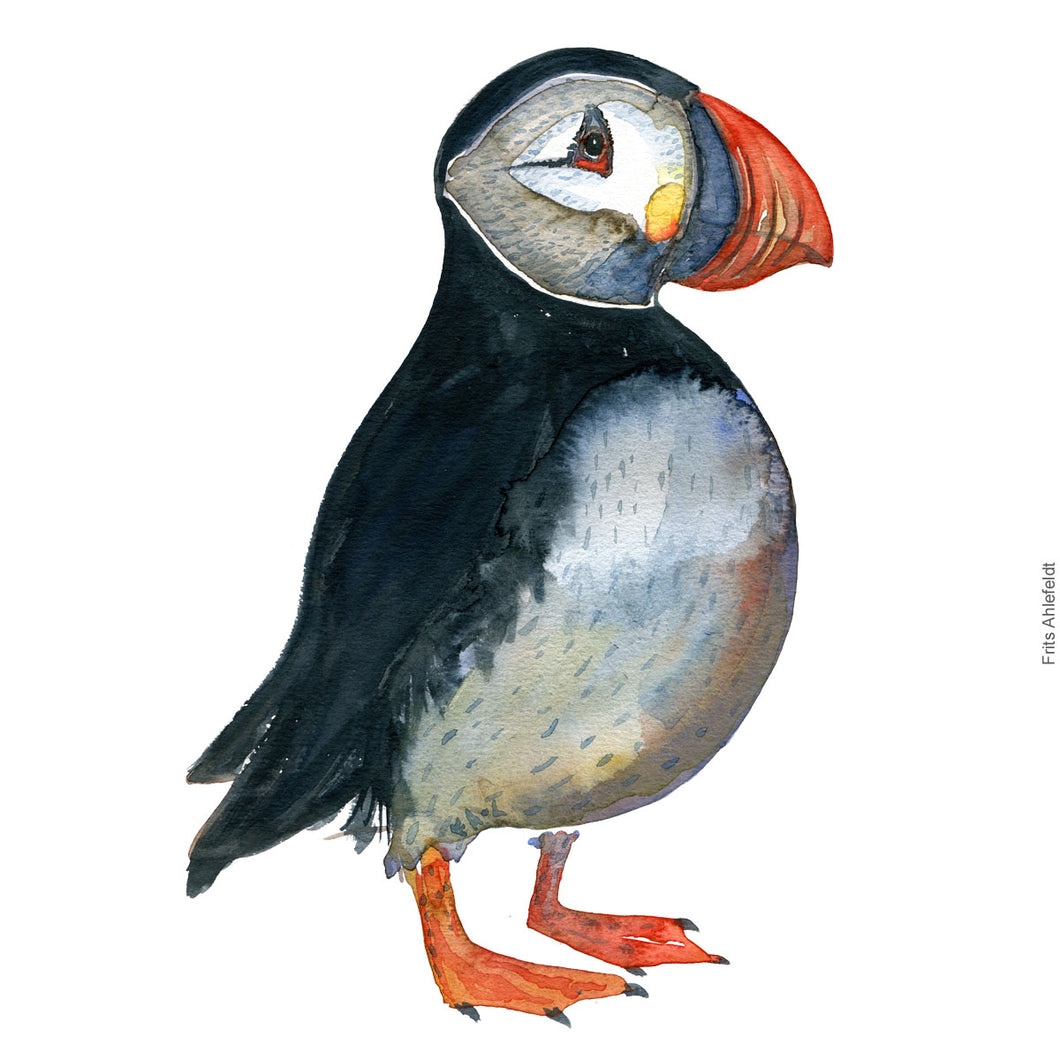 Dw00301 Download Atlantic puffin (Lunde) watercolour