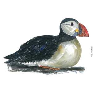 Dw00302 Download Atlantic puffin (Lunde) watercolour