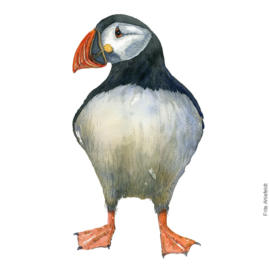 Dw00303 Download Atlantic puffin (Lunde) watercolour