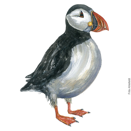 Dw00304 Download Atlantic puffin (Lunde) watercolour