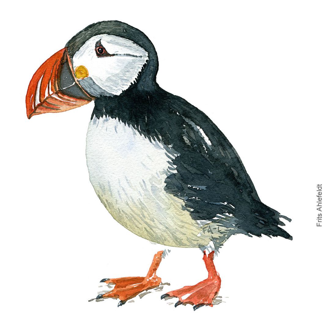 Dw00305 Download Atlantic puffin (Lunde) watercolour