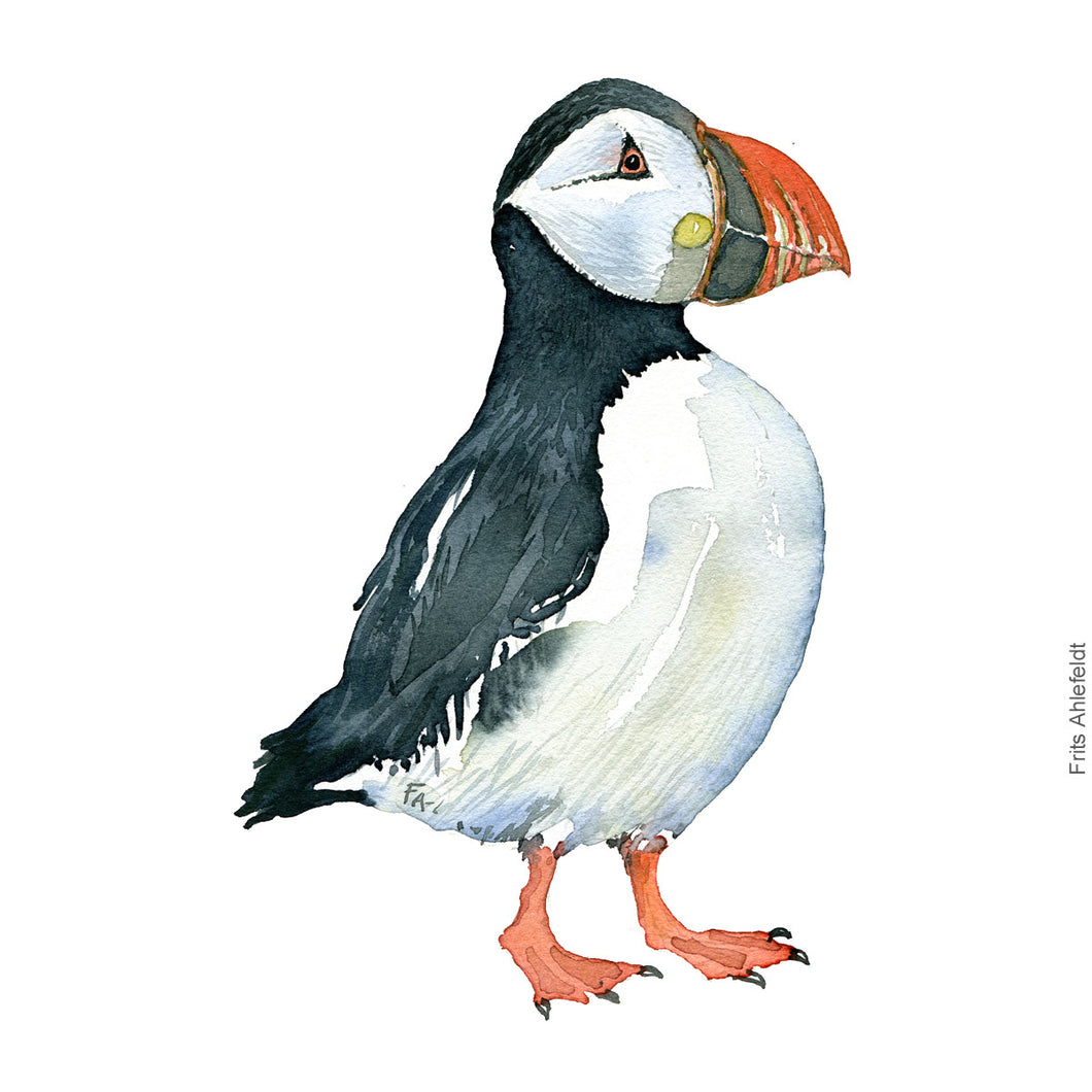 Dw00306 Download Atlantic puffin (Lunde) watercolour