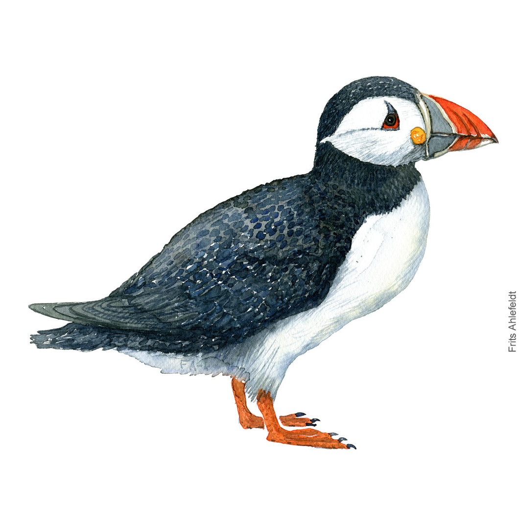 Dw00307 Download Atlantic puffin (Lunde) watercolour