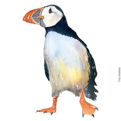 Dw00308 Download Atlantic puffin (Lunde) watercolour