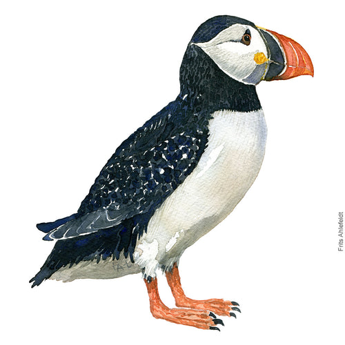 Dw00309 Download Atlantic puffin (Lunde) watercolour