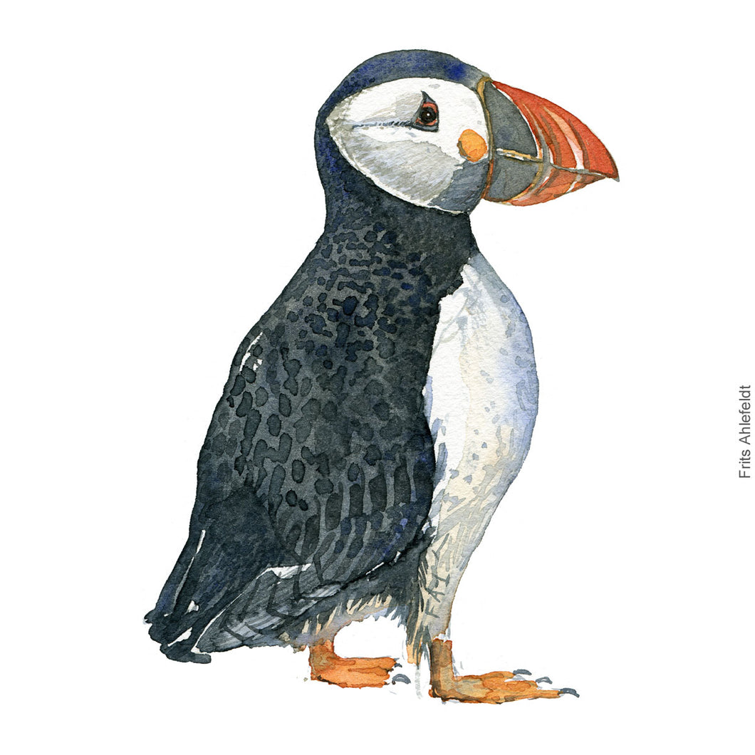 Dw00310 Download Atlantic puffin (Lunde) watercolour