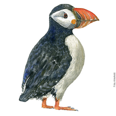 Dw00311 Download Atlantic puffin (Lunde) watercolour