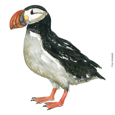 Dw00312 Download Atlantic puffin (Lunde) watercolour