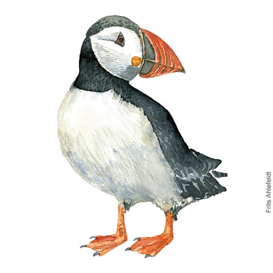 Dw00313 Download Atlantic puffin (Lunde) watercolour