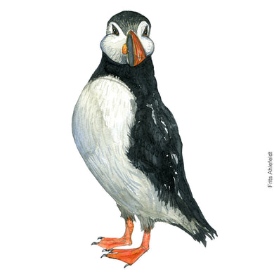 Dw00314 Download Atlantic puffin (Lunde) watercolour