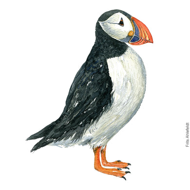 Dw00315 Download Atlantic puffin (Lunde) watercolour